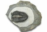 Detailed Coltraneia Trilobite Fossil - Huge Faceted Eyes #311143-3